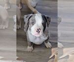 Small Photo #1 American Bully Puppy For Sale in RISING FAWN, GA, USA