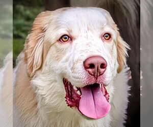 Brittany-Great Pyrenees Mix Dogs for adoption in Albuquerque, NM, USA