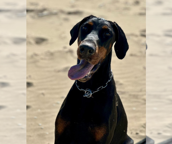 Medium Photo #13 Doberman Pinscher Puppy For Sale in FORT LAUDERDALE, FL, USA