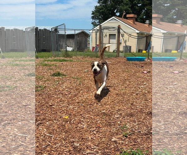 Medium Photo #9 Mutt Puppy For Sale in Rustburg, VA, USA