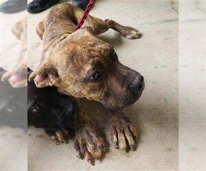 Mastiff-Unknown Mix Dogs for adoption in Temple, TX, USA