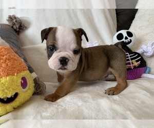 English Bulldog Puppy for sale in JOHNS ISLAND, SC, USA