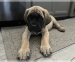 Small Photo #4 Mastiff Puppy For Sale in HESPERIA, CA, USA