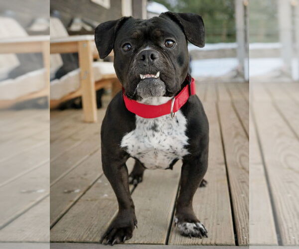 Medium Photo #2 Buggs Puppy For Sale in Westminster, MA, USA