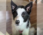 Small #4 Border Collie