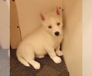 Siberian Husky Puppy for sale in FENTON, MO, USA