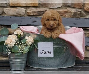 Goldendoodle-Poodle (Miniature) Mix Puppy for sale in FREDERICKSBG, OH, USA