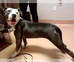 Small American Pit Bull Terrier Mix