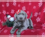 Small Photo #5 Labrador Retriever Puppy For Sale in NOTTINGHAM, PA, USA
