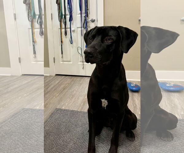 Medium Photo #5 Mutt Puppy For Sale in Emmett, ID, USA