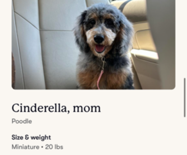 Medium Photo #12 Poodle (Miniature) Puppy For Sale in BRENTWOOD, CA, USA