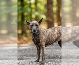 Mutt Dogs for adoption in Belleville, IL, USA