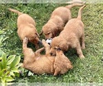 Small Photo #34 Golden Retriever Puppy For Sale in WOODSTOCK, CT, USA