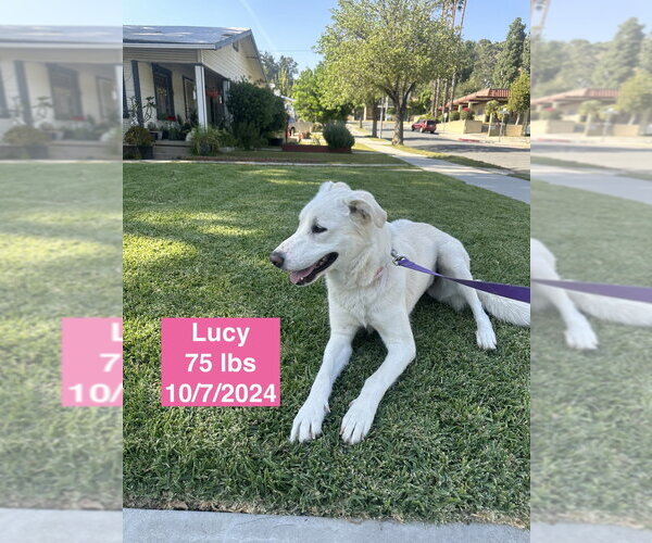Medium Photo #7 Anatolian Shepherd-Unknown Mix Puppy For Sale in West Hollywood, CA, USA