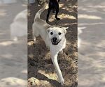 Small #3 German Shepherd Dog