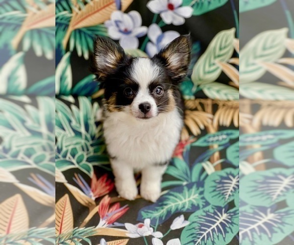 Medium Photo #7 Chihuahua Puppy For Sale in AIKEN, SC, USA