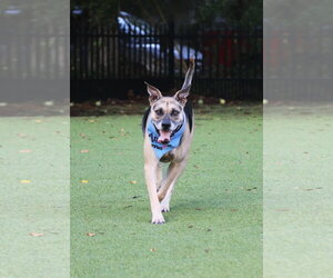 Bump - Male Mutt Dog for Adoption - Photo #4