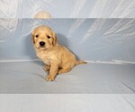 Small #2 Golden Retriever