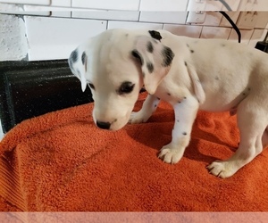 Dalmatian Puppy for sale in AUSTIN, TX, USA