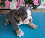 Small #5 English Bulldog