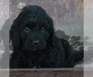English Cream Golden Retriever-Poodle (Miniature) Mix Puppy for sale in GOLDEN, CO, USA