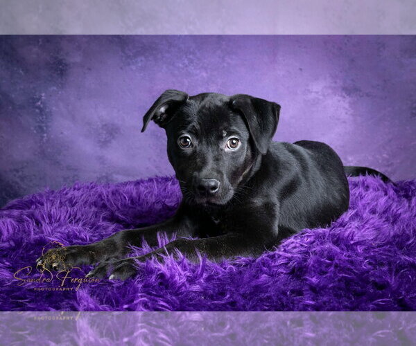 Medium Photo #5 Bulldog-Catahoula Leopard Dog Mix Puppy For Sale in Munford, TN, USA