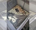 Small Photo #1 Siberian Husky Puppy For Sale in CLIFFWOOD, NJ, USA