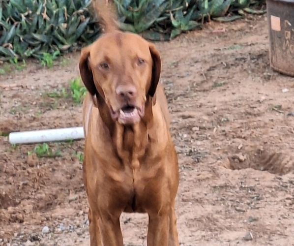 Medium Photo #1 Hungarian Pointer Puppy For Sale in MARANA, AZ, USA