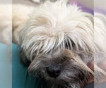 ROGUE WAVE - Female Norfolk Terrier Dog for Adoption - Small photo