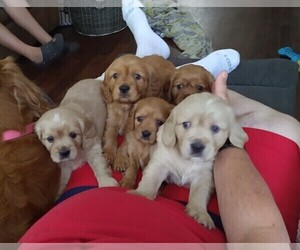 Golden Cavalier-Golden Retriever Mix Litter for sale in NORWOOD, NY, USA