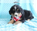 Small #1 Bearded Collie-Bernese Mountain Dog Mix