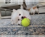 Small Photo #32 Pomeranian Puppy For Sale in CITRUS HEIGHTS, CA, USA