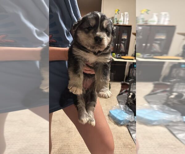 Medium Photo #1 Mutt Puppy For Sale in Calgary, Alberta, Canada