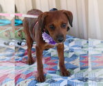 Small #1 Dachshund