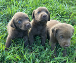 Small Photo #3 Labrador Retriever Puppy For Sale in RUTHERFORDTON, NC, USA