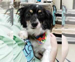 Papillon-Unknown Mix Dogs for adoption in Lee's Summit, MO, USA