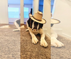 Saint Bernard Dogs for adoption in MIDWAY, UT, USA