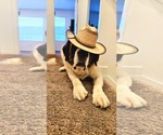 Small Saint Bernard