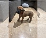 Small #11 Rhodesian Ridgeback