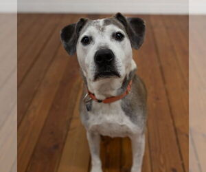 American Pit Bull Terrier-Unknown Mix Dogs for adoption in Fargo, ND, USA