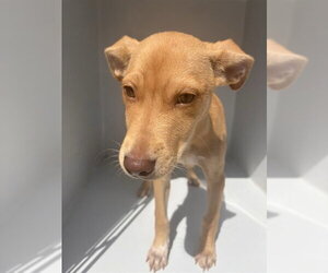 Labrador Retriever-Unknown Mix Dogs for adoption in Houston, TX, USA
