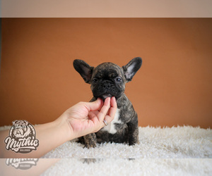 French Bulldog Puppy for sale in BRIDGEWATER, NJ, USA