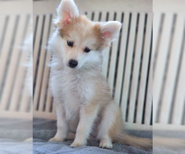 Medium Photo #6 Chiranian Puppy For Sale in Tustin, CA, USA