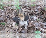 Small Photo #2 Beagle Puppy For Sale in PINE GROVE, PA, USA