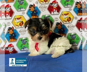 Yorkshire Terrier Puppy for sale in WINNSBORO, LA, USA