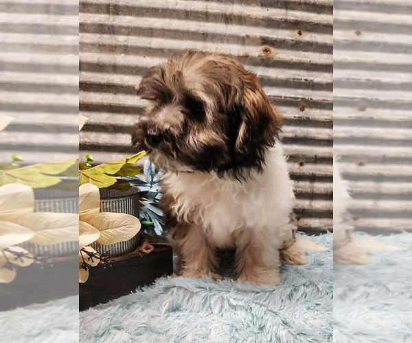Medium Photo #3 Havapoo Puppy For Sale in CAPAC, MI, USA