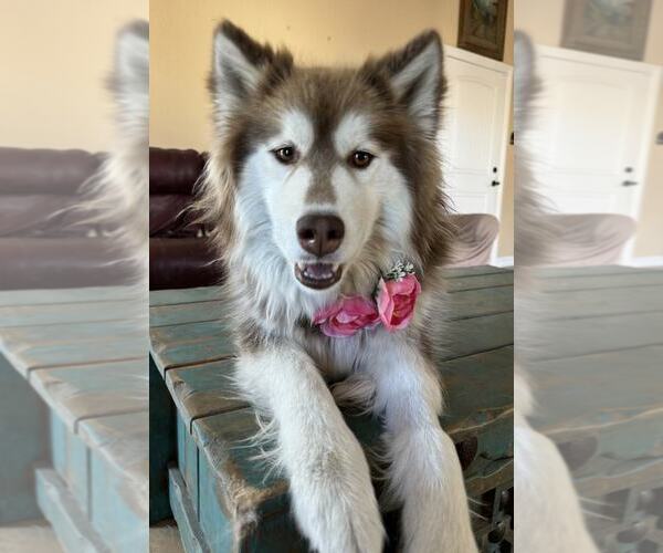 Medium Photo #2  Puppy For Sale in , 