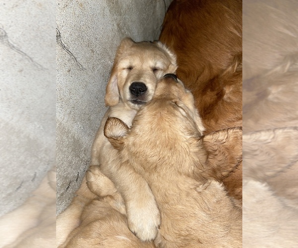 Medium Photo #1 Golden Retriever Puppy For Sale in SPOKANE, WA, USA