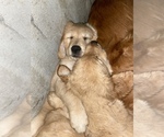 Small Photo #1 Golden Retriever Puppy For Sale in SPOKANE, WA, USA