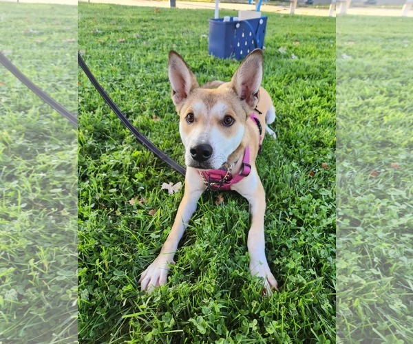 Medium Photo #8 American Pit Bull Terrier-Huskies  Mix Puppy For Sale in Yuba City, CA, USA